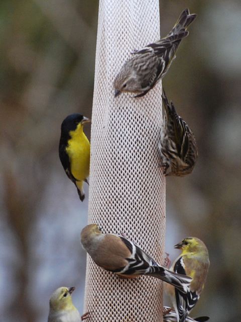 Lesser Goldfinch