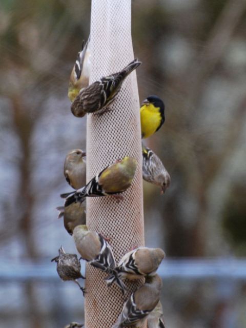 Lesser Goldfinch