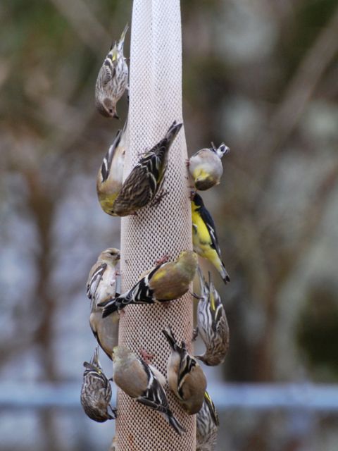 Lesser Goldfinch
