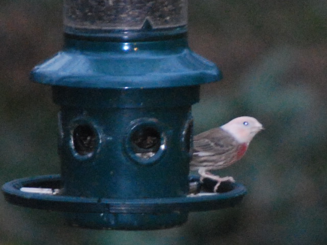 House Finch