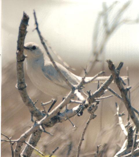 Northern Mockingbird