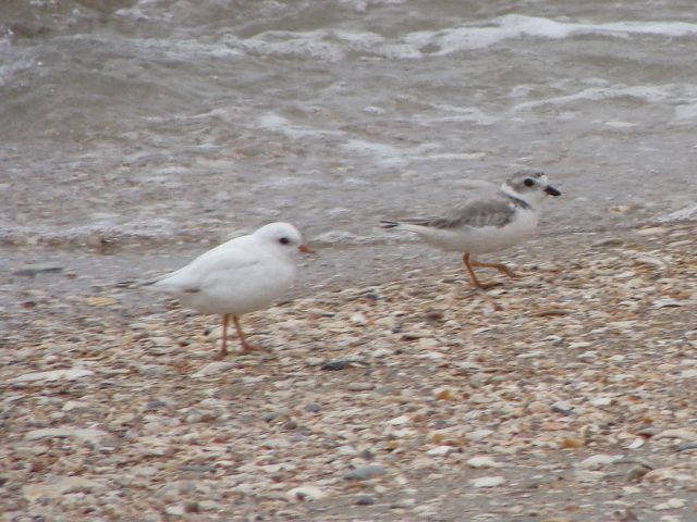 Piping Plover