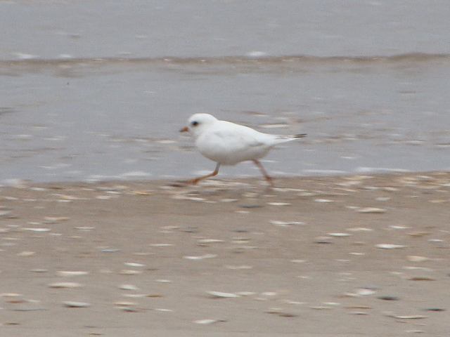 Piping Plover