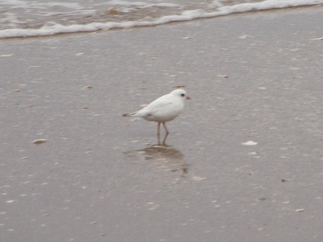 Piping Plover