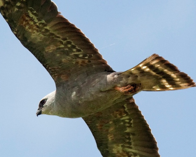 Mississippi Kite