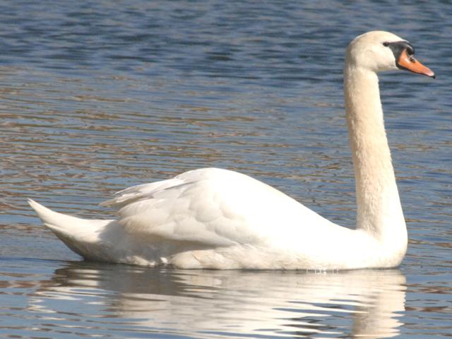 Mute Swan