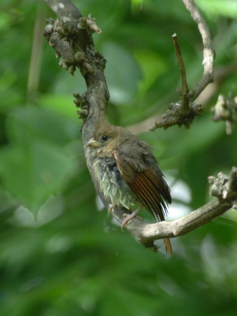 Northern Cardinal