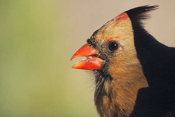 Northern Cardinal