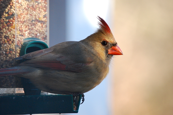 Northern Cardinal