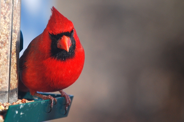 Northern Cardinal