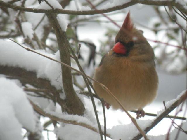 Northern Cardinal