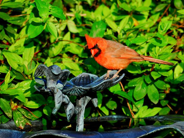 Northern Cardinal