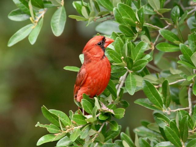 Northern Cardinal