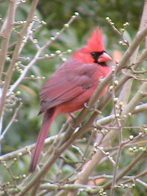 Northern Cardinal