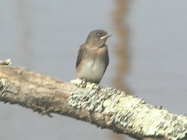 Northern Rough-winged Swallows