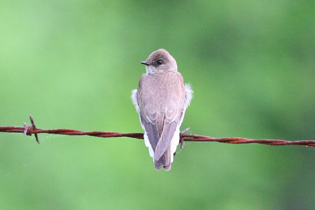 Northern Rough-winged Swallow