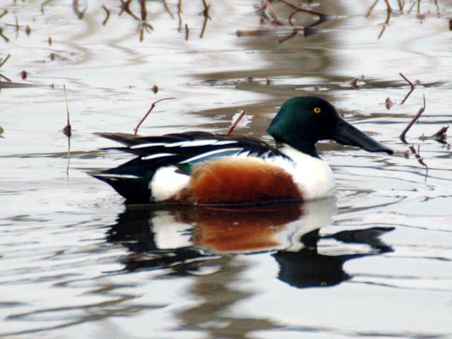 Northern Shoveler