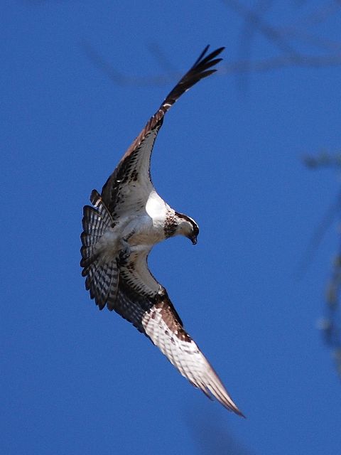 Ospreys