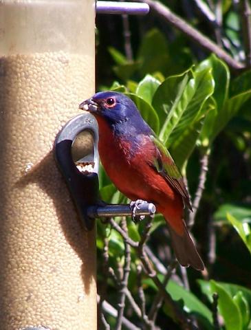 Painted Bunting