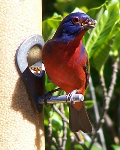 Painted Bunting