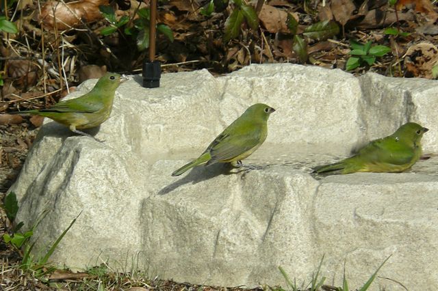 Painted Buntings