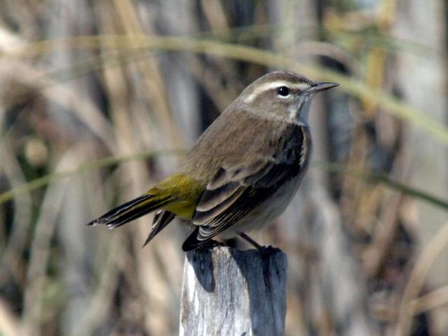 Palm Warbler
