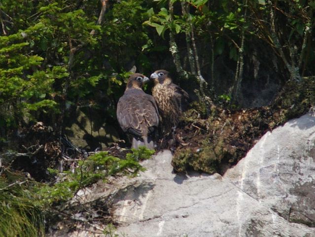 Peregrine Falcons