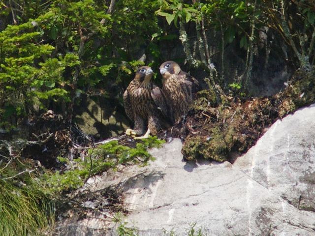 Peregrine Falcons