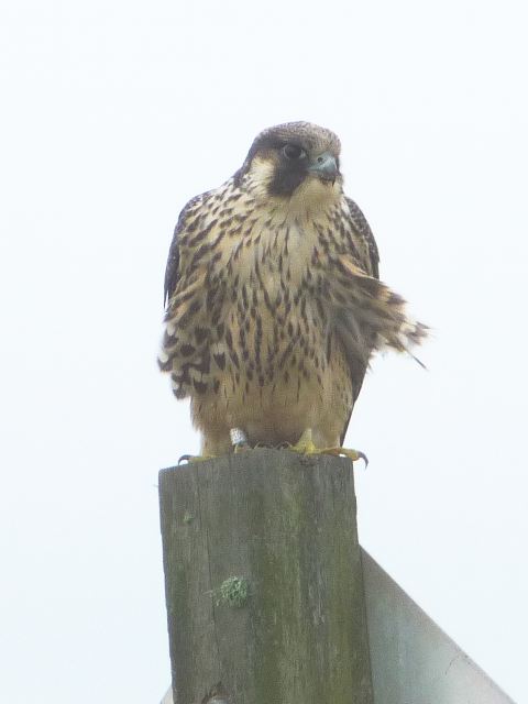 Peregrine Falcon