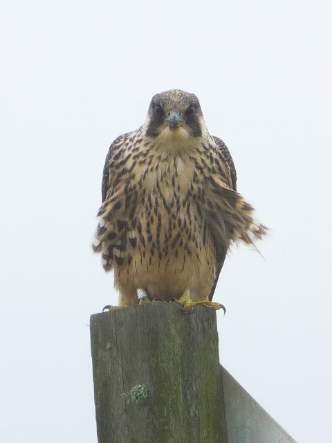 Peregrine Falcon