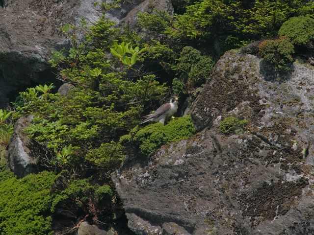 Peregrine Falcons