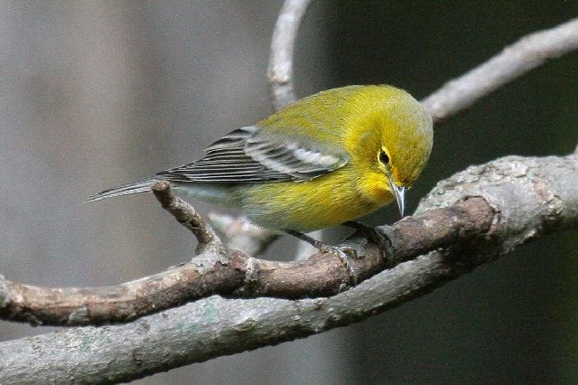 Pine Warbler