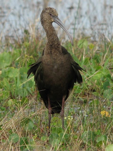 <i>Plegadis</i>