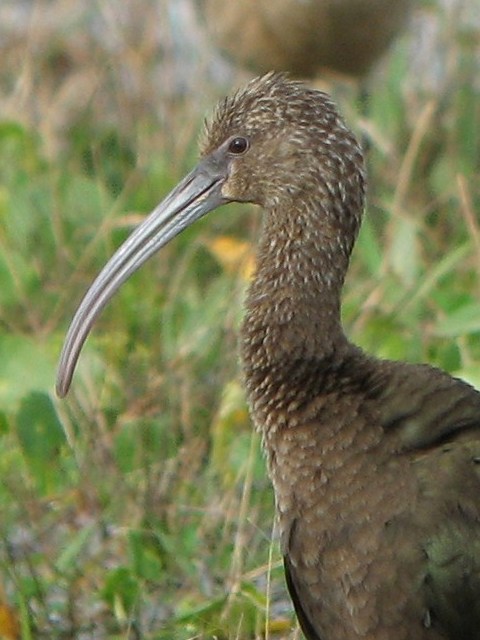 <i>Plegadis</i>