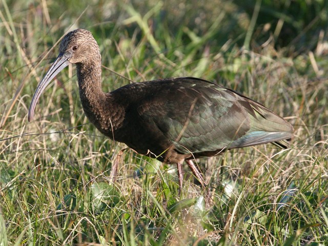 <i>Plegadis</i>