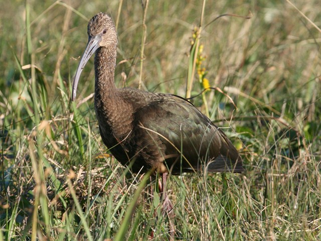 <i>Plegadis</i>