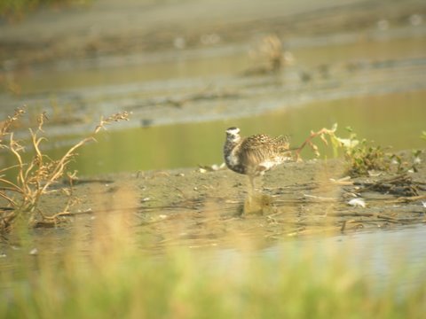 American Golden-Plover