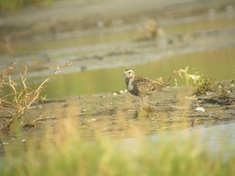 American Golden-Plover