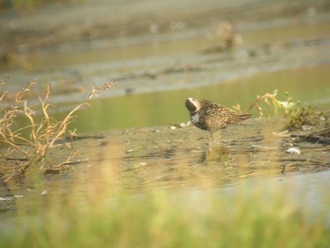 American Golden-Plover