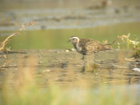 American Golden-Plover