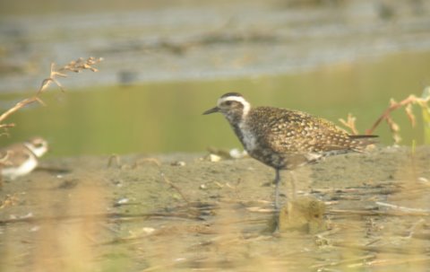 American Golden-Plover