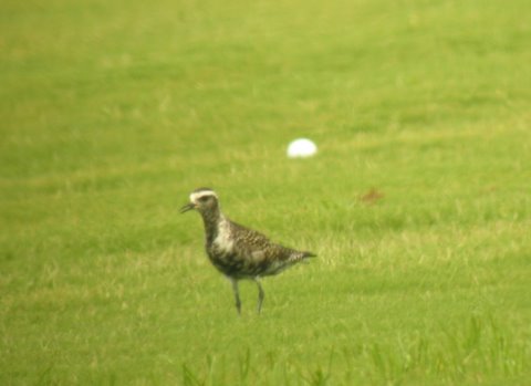 American Golden-Plover