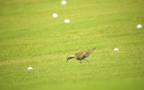 American Golden-Plover