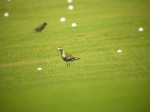 American Golden-Plover