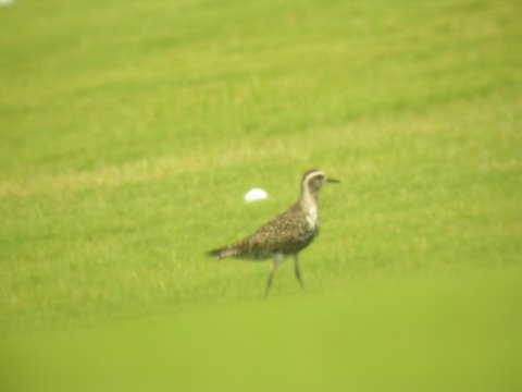 American Golden-Plover