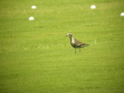American Golden-Plover