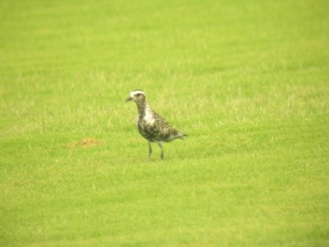 American Golden-Plover