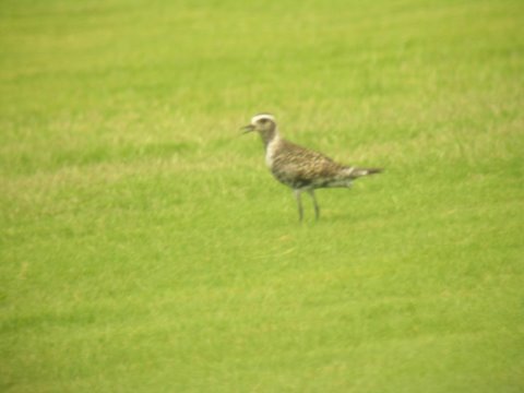 American Golden-Plover