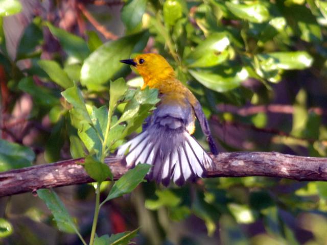 Prothonotary Warbler
