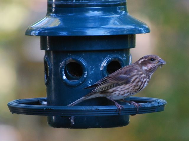 Purple Finch